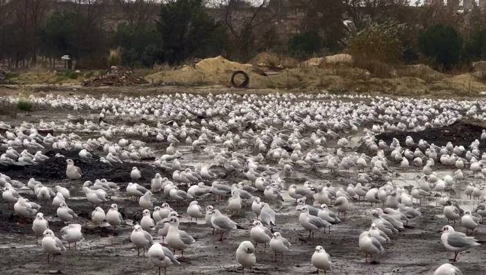 İstanbul’da Etkili Olan Lodos Martıları Da Vurdu