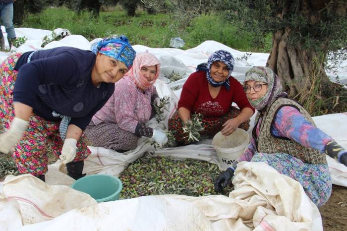 Aydın’da Zeytin Üreticisi Zamanla Yarışıyor