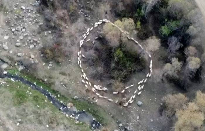 Çin’den Sonra Türkiye’de De Görüldü