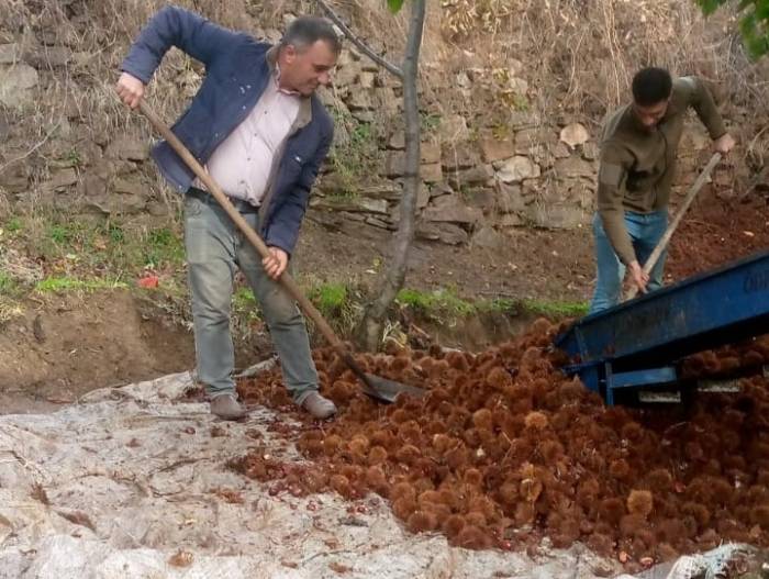 Kestanede Bu Yıl Verim Az Kalite Yüksek