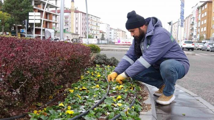 Yozgat Belediyesi 20 Bin Menekşeyi Toprakla Buluşturdu