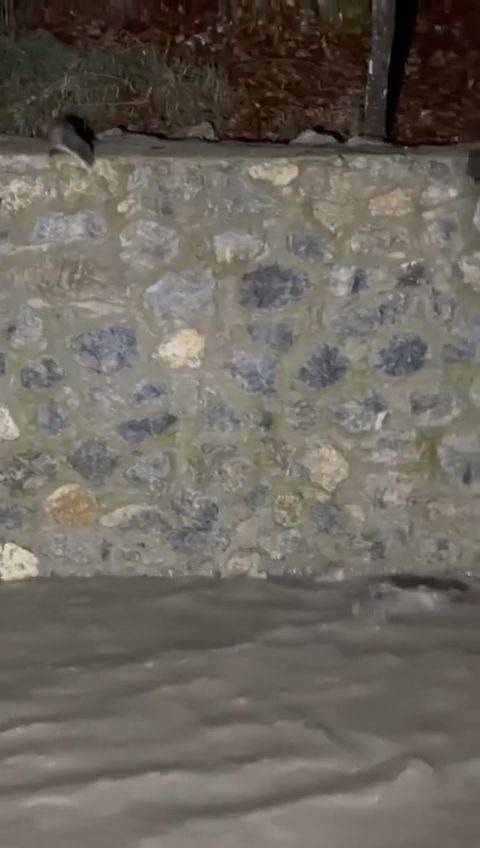 Nesli Tükenmekte Olan Su Samurları Görüntülendi