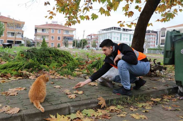 Yalova Belediyesi’nden Sokak Hayvanlarına 11 Ayda 28,5 Ton Mama