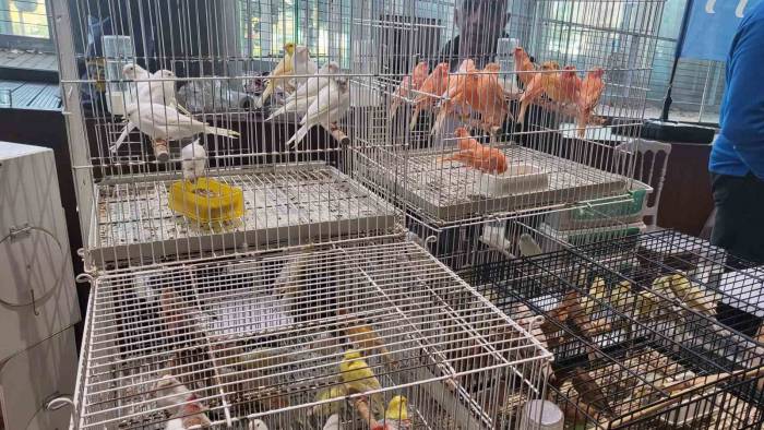 Eyüpsultan’da Kanarya Ve Kafes Kuşları Festivali Ziyaretçilerini Ağırlamaya Devam Ediyor