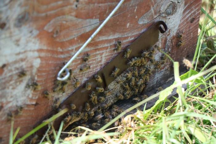 Kestane Balında Renk Koyulaştıkça Fiyatı Da Artıyor
