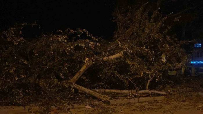 Bursa’da Şiddetli Lodos 200 Yıllık Tarihi 2 Çınarı Yıktı