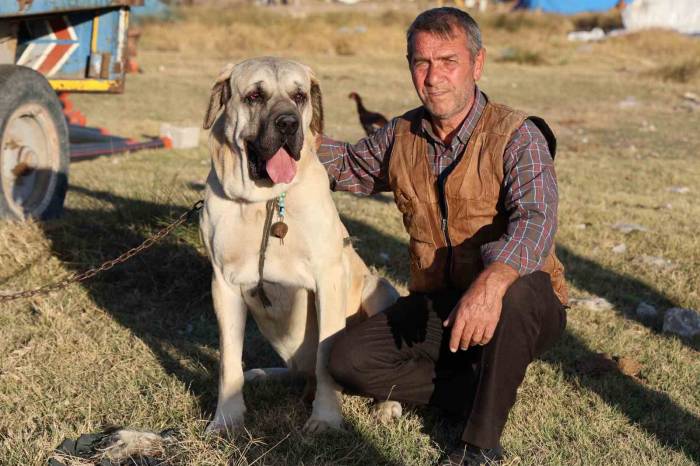 ’aksaray Malaklısı’ 3 Bin 500 Yıl Öncenin Savaş Köpeği