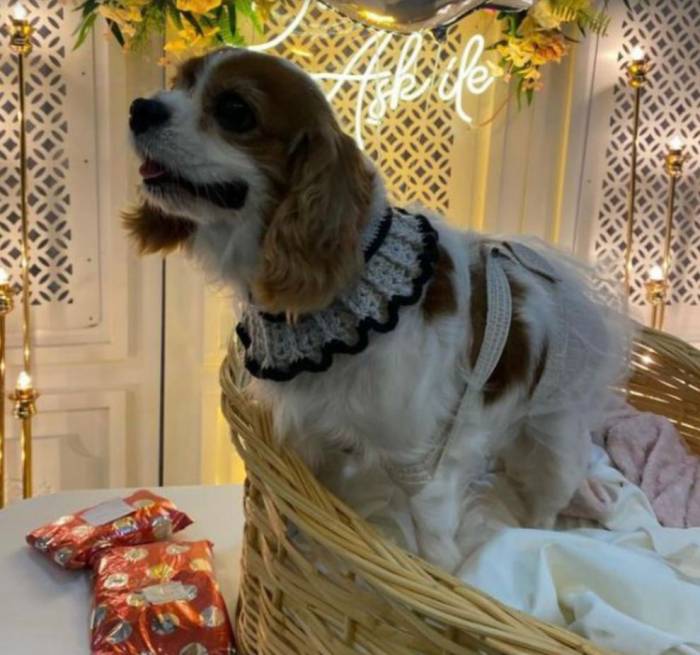 Köpeğinin Doğum Gününü Böyle Kutladı