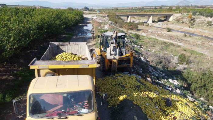 Dere Yatağına Dökülen Tonlarca Limon İmha Edildi