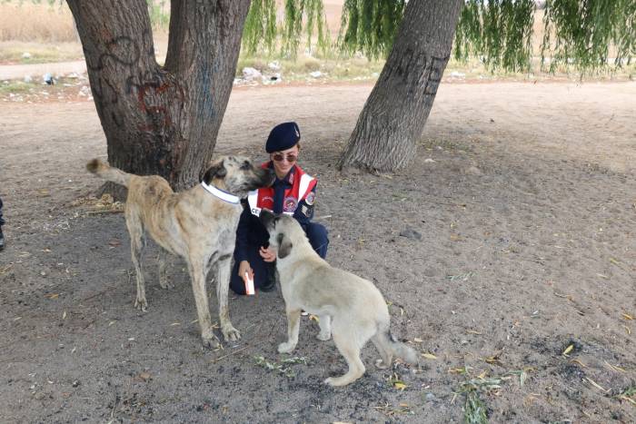 Jandarma Ekipleri Sahipsiz Köpeklere Reflektörlü Tasma Takıyor