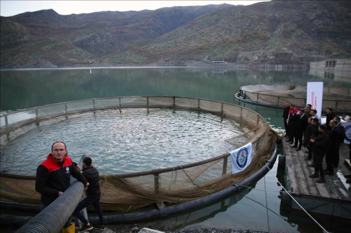 İnceler Barajında Hedef 30 Ton Balık