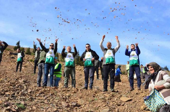 Feke’de 200 Hektar Alan Sedir Tohumu İle Buluştu