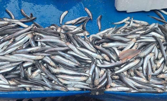 Fırtına Hamsi Fiyatlarını Yükseltti