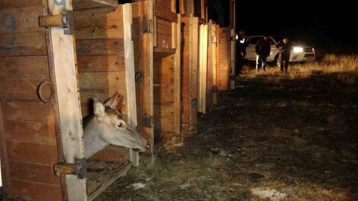 Salda Gölü Çevresine 6 Kızıl Geyik Daha Bırakıldı