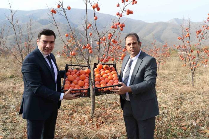 Keban’da Trabzon Hurması Hasadı Yapıldı