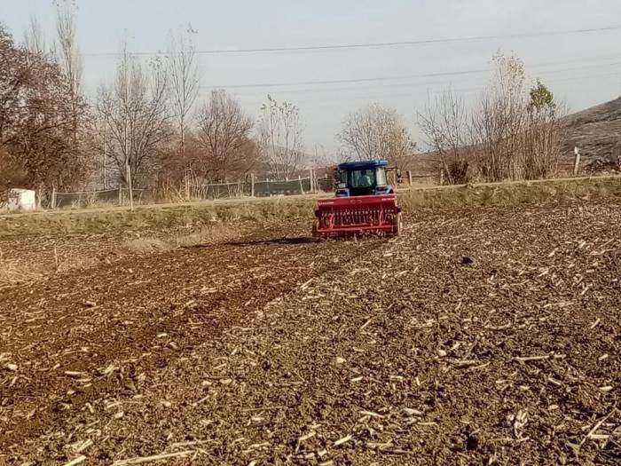 Bin Yıllık Ata Tohumu ‘Karakılçık’ Buğdayı Toprakla Buluştu