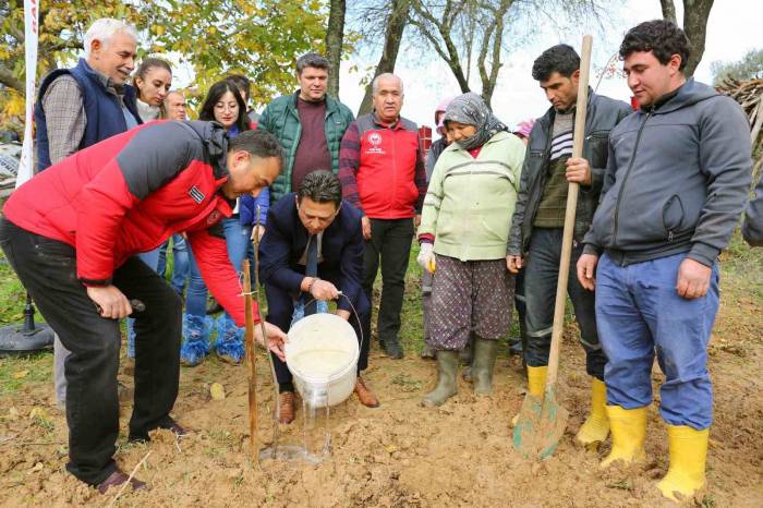 7 Bin Kestane Ve Trabzon Hurması Fidanı Dağıtıldı