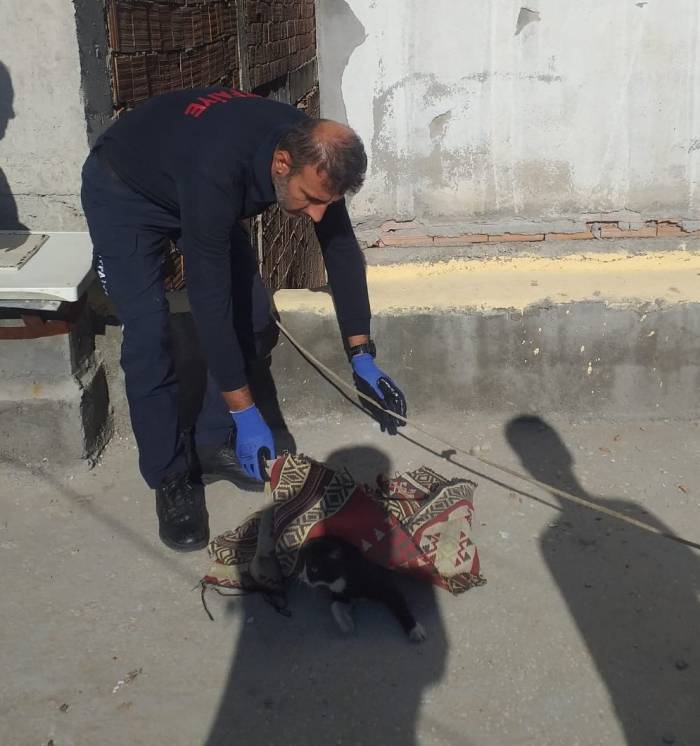 Beli Kırılan Kedi Tedavi Altına Alındı