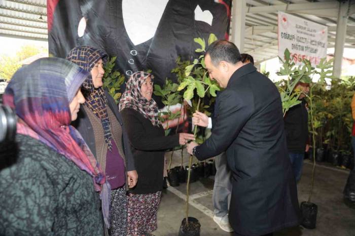 İncir Fidanı Dağıtımına Katılan Vali Öksüz: “Emek Veren, Alın Teri Döken Üreticimizin, Çiftçimizin Her Zaman Yanındayız”