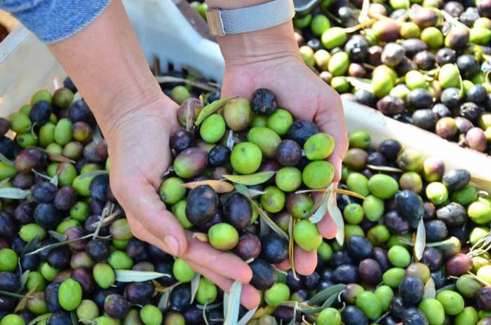 Denizli Zeytin Ve Zeytinyağındaki İddiasını Ortaya Koydu