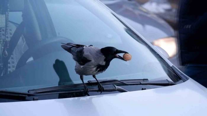 Kargaların Ceviz Merakıyla Baş Edemeyen Esnaf, Çözümü Günde 1 Kilo Ceviz Bırakmakta Buldu