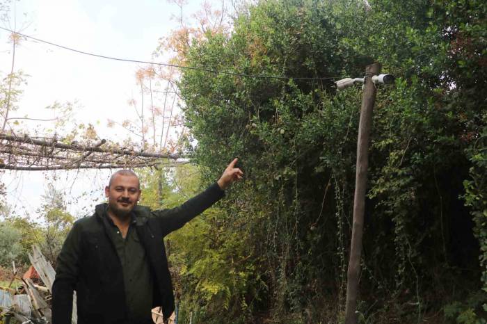 50 Tavuğu Ortadan Kaybolan Adam, Gerçeği Kamera Görüntülerini İzleyince Fark Etti