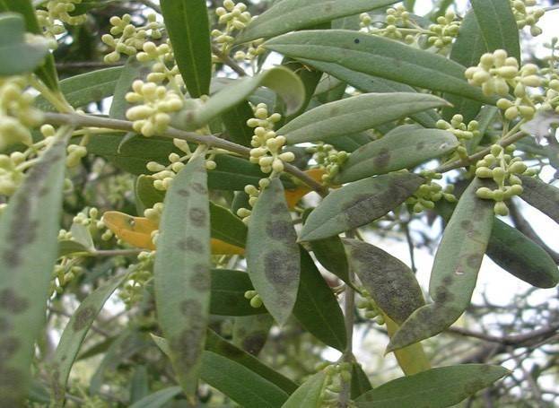 Zeytinde Halkalı Leke Hastalığı Riski Yüksek Seviyeye Ulaştı