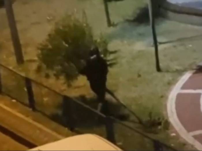 Sultangazi’de Bir Kişi Parktaki Ağacı Yerinden Söktü