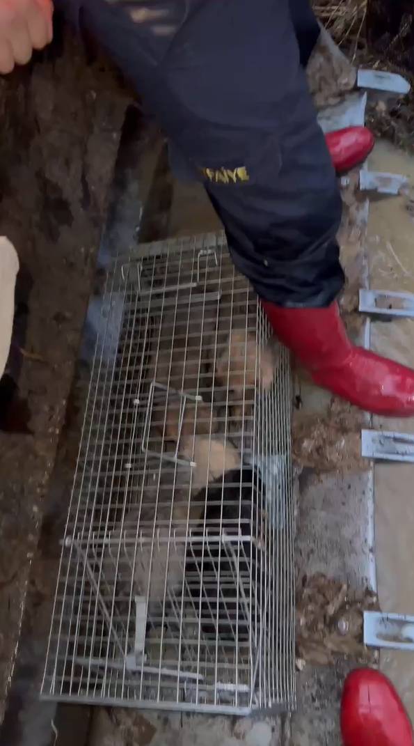 Yalova’daki Su Baskınında İtfaiye 4 Yavru Köpeği Kurtardı