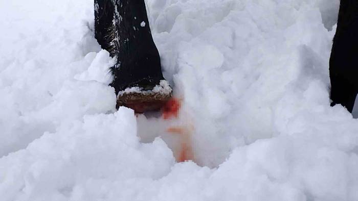 Hakkari’de Toynağı Kopan At Kurtarıldı