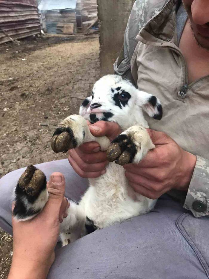 Tokat’ta 2 Gün Arayla Doğan Yavru Hayvanlar Şaşırttı