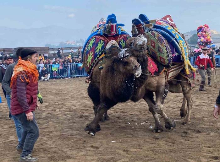 Alaşehir’de Deve Güreşi Kültürü Yaşatılıyor