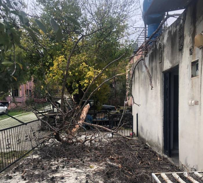 Osmaniye’de Çam Ağacı Evin Üzerine Devrildi