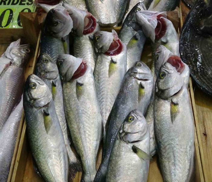 Denizlerin Prensi Lüfer Tezgahlarda Azaldı, Kilosu 750 Liraya Çıktı