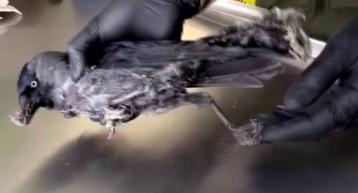 Erzurum’da Kargaya Şefkat Eli Uzandı