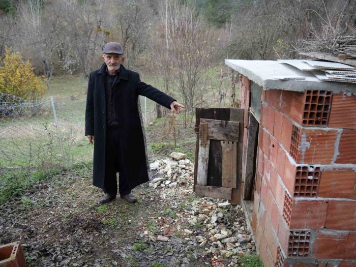 Ayı, Girdiği Kümeste Tavukları Telef Etti