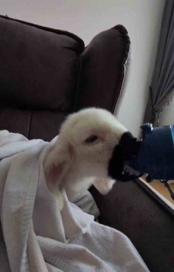 Evde Bebek Gibi Bakılan Kuzu Yaşamını Yitirdi, Kuzunun Ev Hali Görenleri Gülümsetti