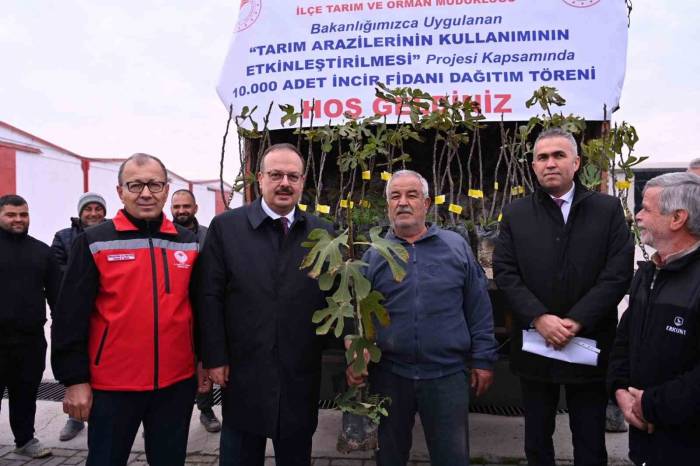 Aydın’da Üreticilere 10 Bin Adet Sarı Lop İncir Fidanı Dağıtıldı