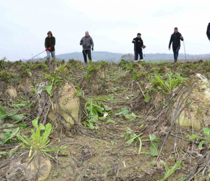 Trakya’da Çiftçinin Zorlu Şeker Pancarı Mesaisi Devam Ediyor