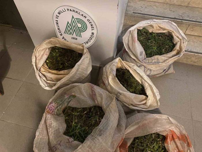 Aydın’da 130 Kilogram Salep Soğanı Ele Geçirildi