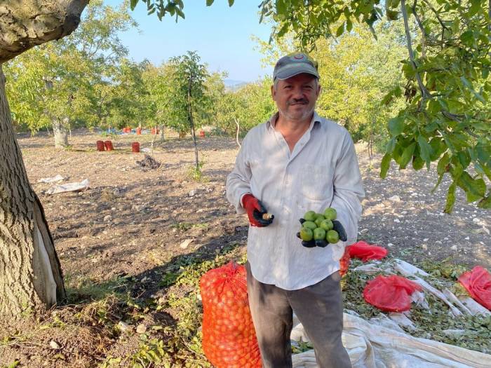 Bilecik’te Ceviz Bereketi