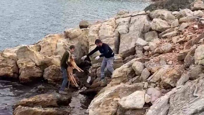 Denize Düşen Köpek Kurtarıldı