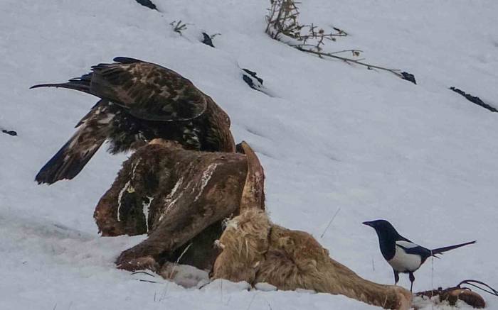 Ardahan’da Kara Akbaba Görüntülendi