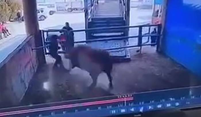 Mezbahada Boğanın Saldırdığı Adam Hayatını Kaybetti, O Anlar Kamerada