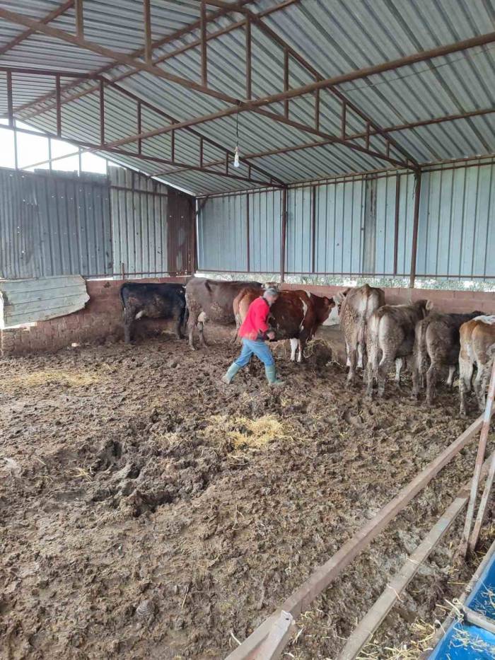 Söke’de Şap Aşısı Ve Küpeleme Çalışması Gerçekleştirildi