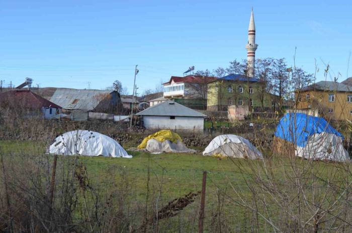 Köpeklerin Yaşlı Kadına Saldırı Anı Güvenlik Kamerasına Böyle Yansıdı