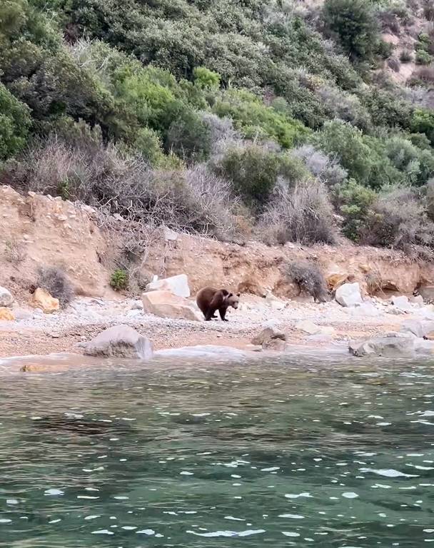 Yalova’da Sahilde Ayı Görüntülendi