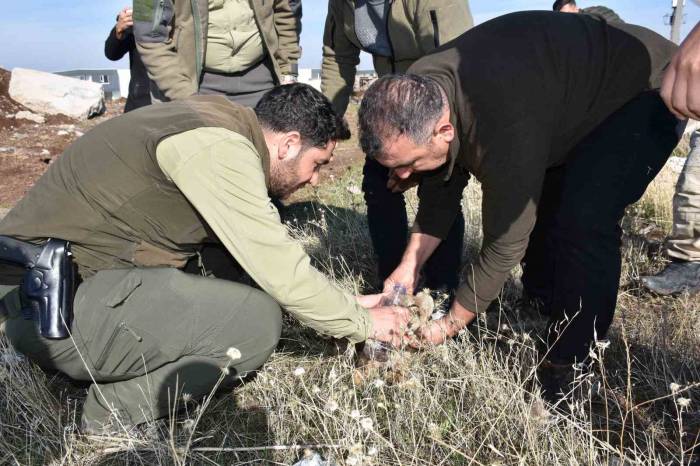 Siverek’te Bitkin Halde Bulunan Yavru Aslan Öldü