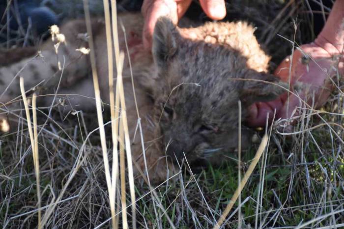 Siverek’te Görülen Aslan Yavrusu Aramalar Sonucu Bulundu