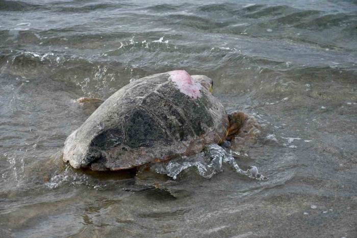 Tedavileri Tamamlanan 3 Caretta Caretta Kuşadası’nda Denizle Buluştu